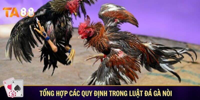 Chi tiết luật đá gà Thomo – Các quy định quan trọng cần nắm